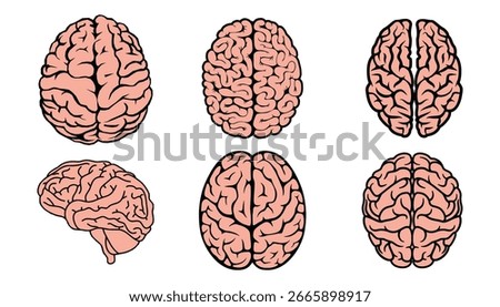 Human Brain Anatomy Illustrations Set Superior View Lateral View Multiple Angles Medical Education Resource