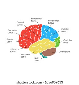 Human Brain Anatomy Infographic Card Poster System Concept of Diagnostics and Health Care Flat Design Style on Side. Vector illustration of Head