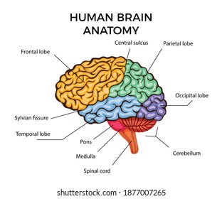 Diagrama de infografía de anatomía cerebral humana con secciones y descripción de texto ilustración vectorial plana