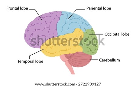 Human brain anatomy with labeled lobes. Educational medical diagram. Simplicity vector illustration, isolated.