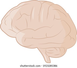 Human Brain Anatomy Lateral View