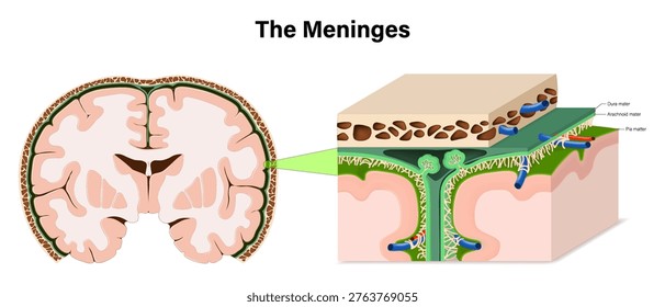 Human brain anatomy and layers of meninges vector. Dura, Arachnoid, Pia mater. Cranial meninges anatomy.
