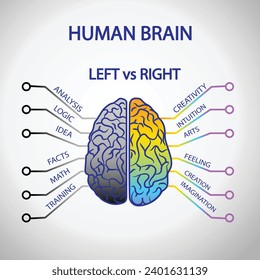 human brain anatomy with left and right function