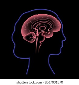 Human brain anatomy on a black background. Limbic system and neural network concept. Digital science technology concept. Cerebral cortex and cerebrum medical poster 3D vector illustration for clinic
