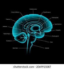 Human brain anatomy on a black background. Limbic system and neural network concept. Digital science technology concept. Cerebral cortex and cerebrum medical poster 3D vector illustration for clinic