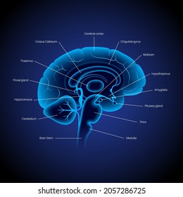 Human brain anatomy on a blue background. Limbic system and neural network concept. Digital science technology concept. Cerebral cortex and cerebrum medical poster 3D vector illustration for clinic