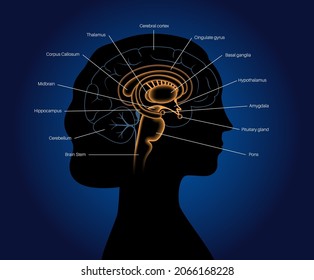Human brain anatomy on a blue background. Limbic system and neural network concept. Digital science technology concept. Cerebral cortex and cerebrum medical poster 3D vector illustration for clinic