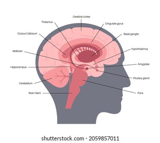 Human brain anatomy on a white background. Limbic system and neural network. Basal ganglia, amygdala, thalamus, cingulate gyrus and hypothalamus. Cerebral cortex and cerebrum flat vector illustration.