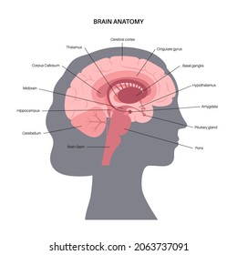 Human brain anatomy on a white background. Limbic system and neural network. Basal ganglia, amygdala, thalamus, cingulate gyrus and hypothalamus. Cerebral cortex and cerebrum flat vector illustration.