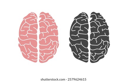 human brain anatomy on white