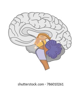 Human brain anatomy. Human brain on white background. 