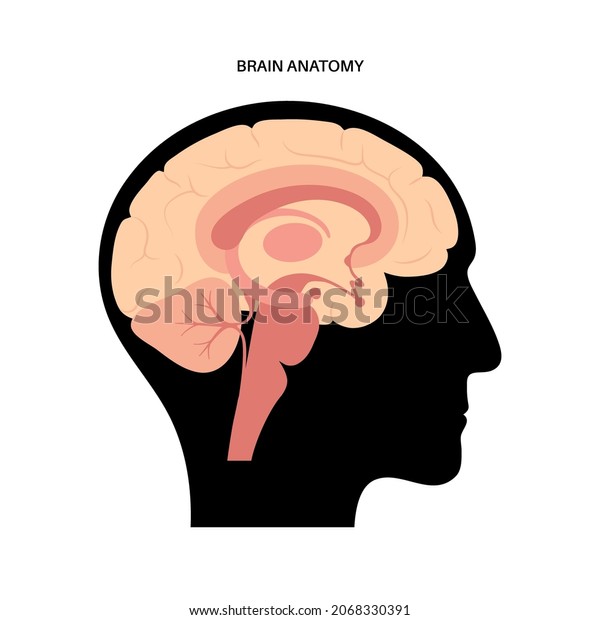 Human brain anatomy on a white background.
Limbic system and neural network. Basal ganglia, amygdala,
thalamus, cingulate gyrus and hypothalamus. Cerebral cortex and
cerebrum flat vector
illustration.