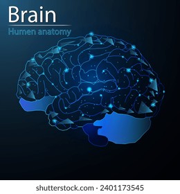 Anatomía cerebral humana órgano traslúcido bajo triángulo de poli futurista brillante. Sobre fondo azul oscuro. Concepto de innovación médica por enfermedad cerebral.