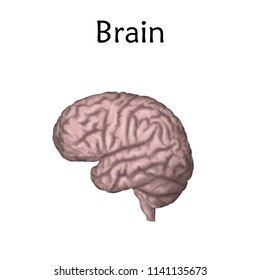Human brain. Anatomy realistic vector illustration. White background.