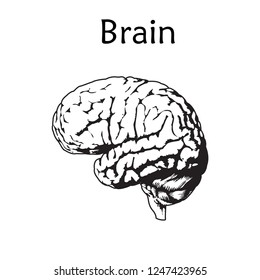 Human brain. Anatomy realistic vector illustration. White background. Thin line design.