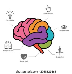 Ilustración del vector infográfico de la sección de anatomía cerebral humana