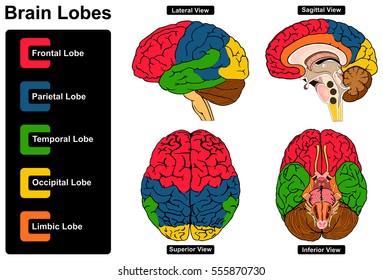 Human Brain Anatomy Set of Lateral Sagittal Superior Inferior Views with all lobes Frontal Parietal Temporal Occipital Limbic anatomical science education nervous system route spinal cord start vector