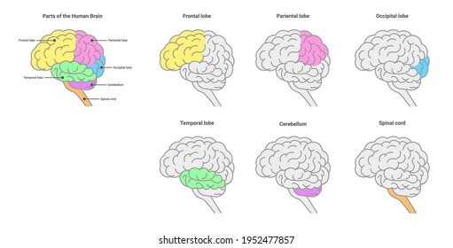 Human brain anatomy set. Parts of the human brain. Vector isolated on white.