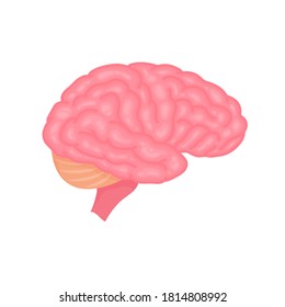 Vista lateral de la anatomía cerebral humana delineó ilustración vectorial aislada en fondo blanco.