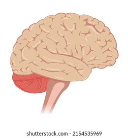 Human Brain Anatomy Side View Vector Illustration