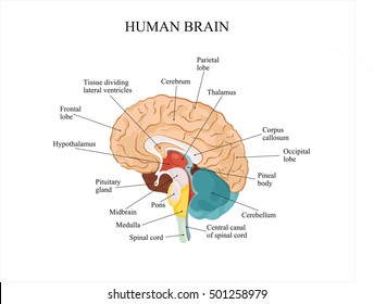 Human brain anatomy structure. 