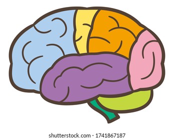Human brain anatomy structure. Human brain anatomy illustration.