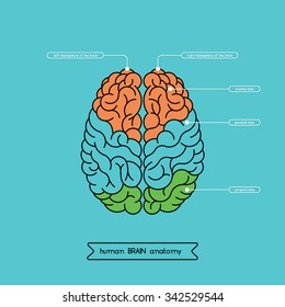 Human brain anatomy structure. Human brain anatomy illustration. Vector human brain anatomy in flat style, easy recolor. Vector brain top view. The left and right hemisphere of the human cerebrum.