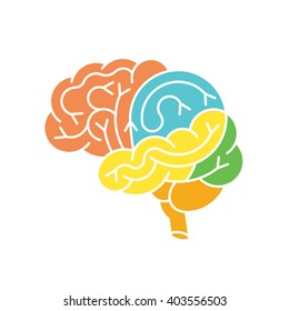 Human brain anatomy structure. Human brain anatomy illustration. Vector human brain anatomy in flat style, easy recolor. Brain icon. Structure of human brain. Vector brain logo.