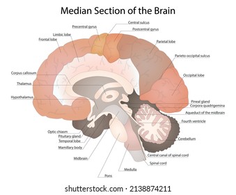 Human brain anatomy structure.  Lobes of the human brain. Detailed anatomy. Vector illustration. Anatomical vector illustration in flat style isolated over white background.