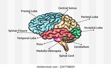 Human brain anatomy vector design. Concept diagram of the parts of our brain