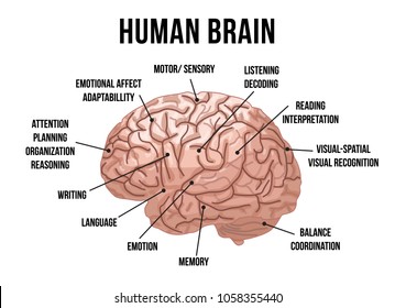 Human brain anatomy. Vector illustration.