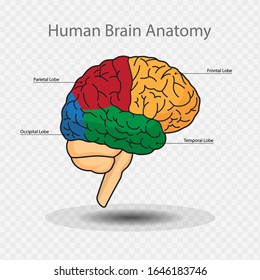 Human Brain Anatomy, Vector illustration.