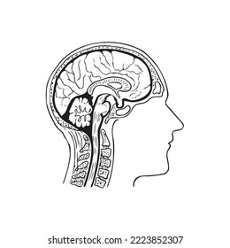 Human Brain anatomy vector illustration on white background