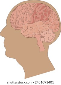 Human brain anatomy vector illustration svg