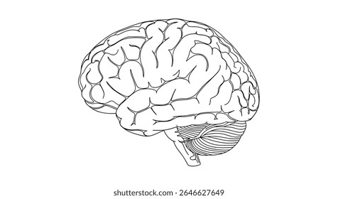 Human Brain Anatomy Vector Illustration Health Education Science Biology Neurology Intelligence and Knowledge