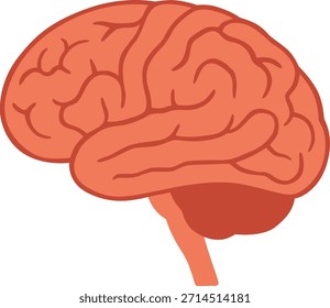 Ilustración vectorial de anatomía cerebral humana