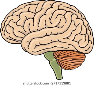 Ilustración vectorial de anatomía cerebral humana aislada en blanco