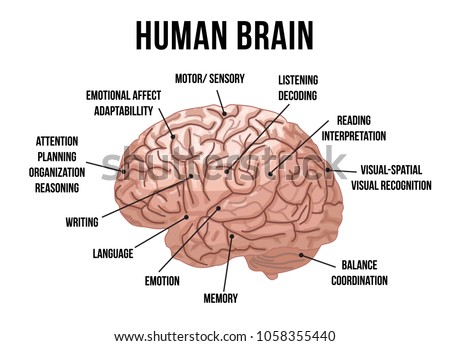 Human Brain Anatomy Vector Illustration Stock Vector (Royalty Free