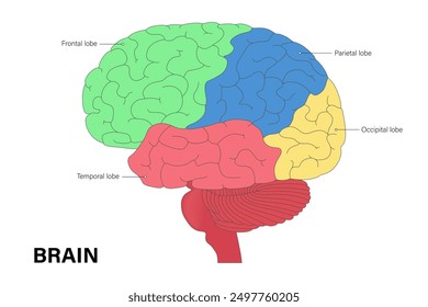 Vektor für die menschliche Gehirnanatomie. Gehirnläppchen. Frontal-, Parietal-, Temporal- und Occipitallappen. Nervensystem.