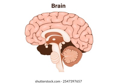 Vetor de anatomia do cérebro humano. Lobos cerebrais humanos. Sistema nervoso.