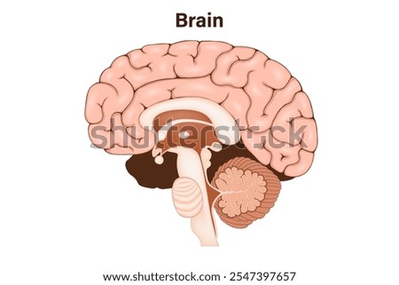 Human Brain Clipart | Free download on ClipArtMag