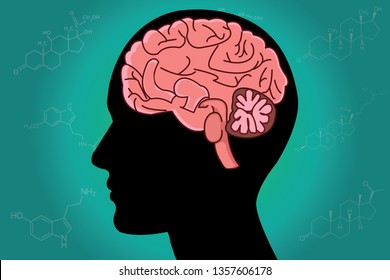 Human brain anatomy vector on hormone and amino acids formula structure  