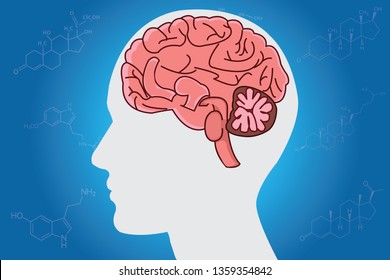 Human brain anatomy vector on hormone and amino acids formula structure  