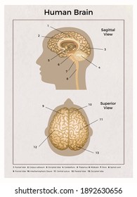 Human brain anatomy vertical composition with scheme of head with captions and pointers with editable text vector illustration