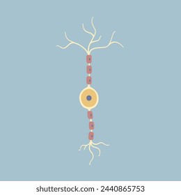 Célula nerviosa neuronal bipolar del cerebro humano. Sinapsis, vaina de mielina, cuerpo celular, núcleo, axón y dendritas. Neurología, ilustración vectorial de dibujos animados de diseño plano clip art