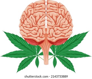 Human brain and cannabis plant illustration