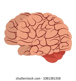 Human brain cartoon