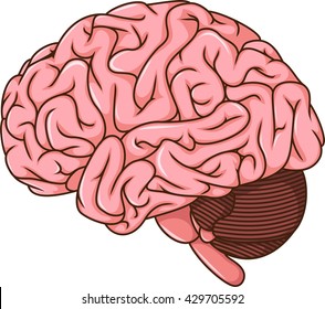 Human Brain Anatomy Vector Illustration: immagine vettoriale stock