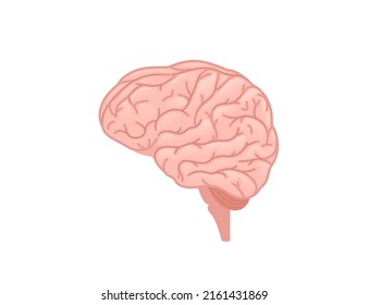 Human brain cartoon design human organ vector illustration on white background