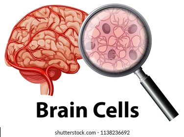 Human brain cell on white backgrounf illustration